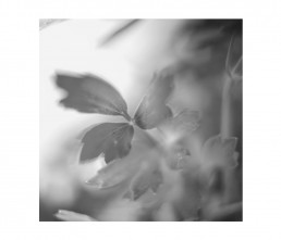 botany - aromatiche- black and white - macro photography